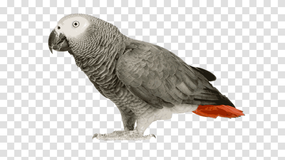 African Grey Parrot Clipart African Grey Parrot, Bird, Animal, Beak Transparent Png