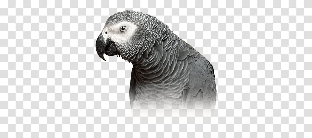 African Grey Parrot Personality Food & Care - Pet Birds By Grey And White Parrot, Animal, Beak Transparent Png