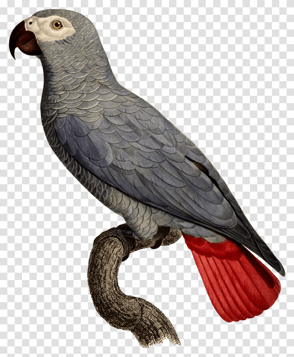 African Grey Parrot Scientific Illustration Grey Parrot, Bird, Animal, Beak Transparent Png