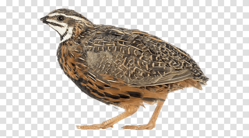 African Harlequin Quail Quail, Bird, Animal, Partridge, Beak Transparent Png