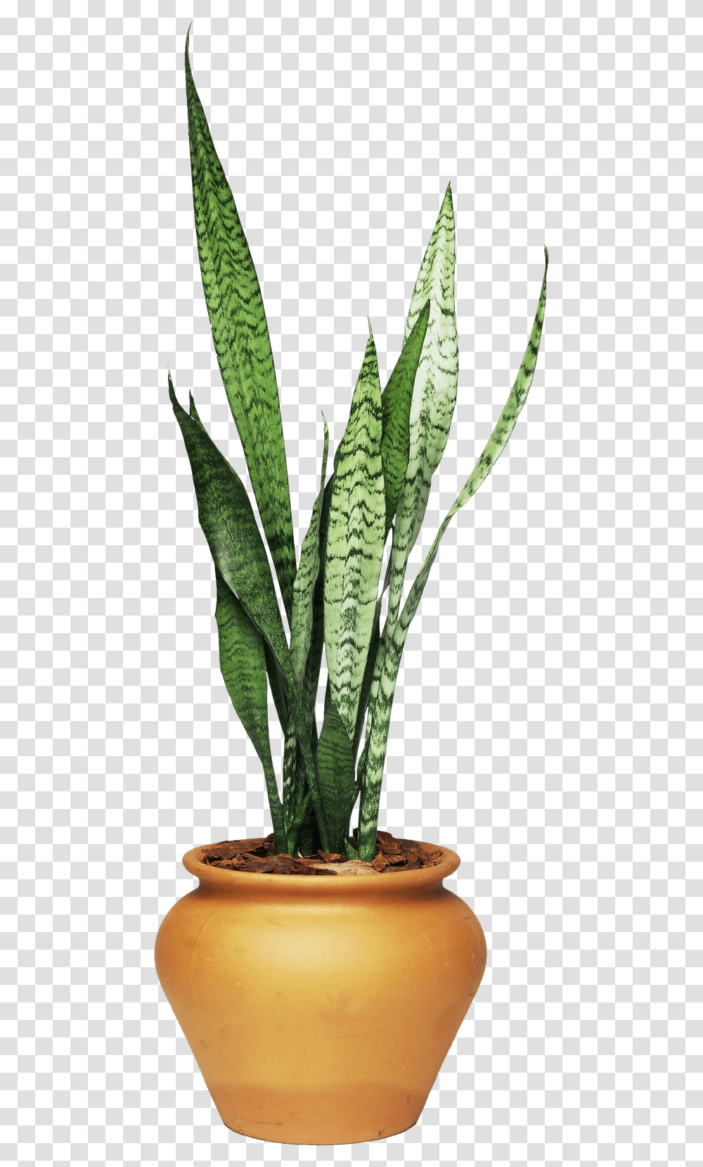 African House Plant, Aloe, Leaf, Cactus Transparent Png
