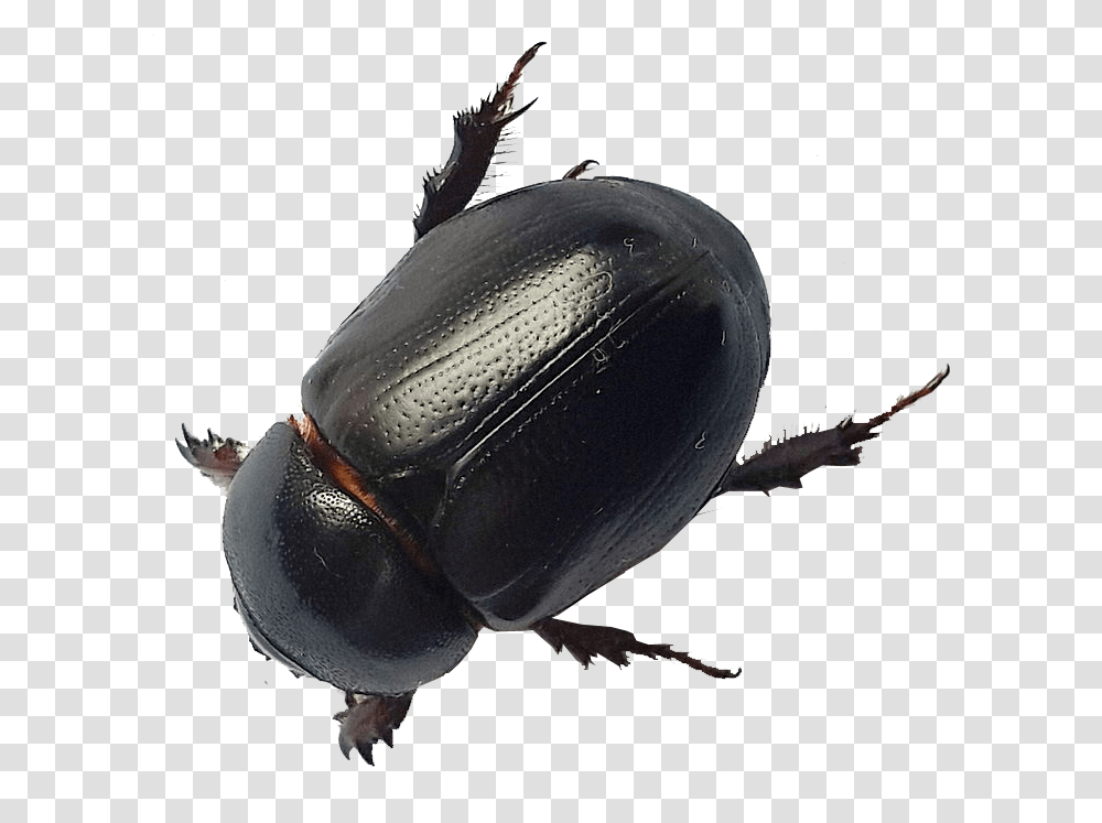 African Lawn Beetle Sydney Christmas Beetle, Insect, Invertebrate, Animal, Dung Beetle Transparent Png
