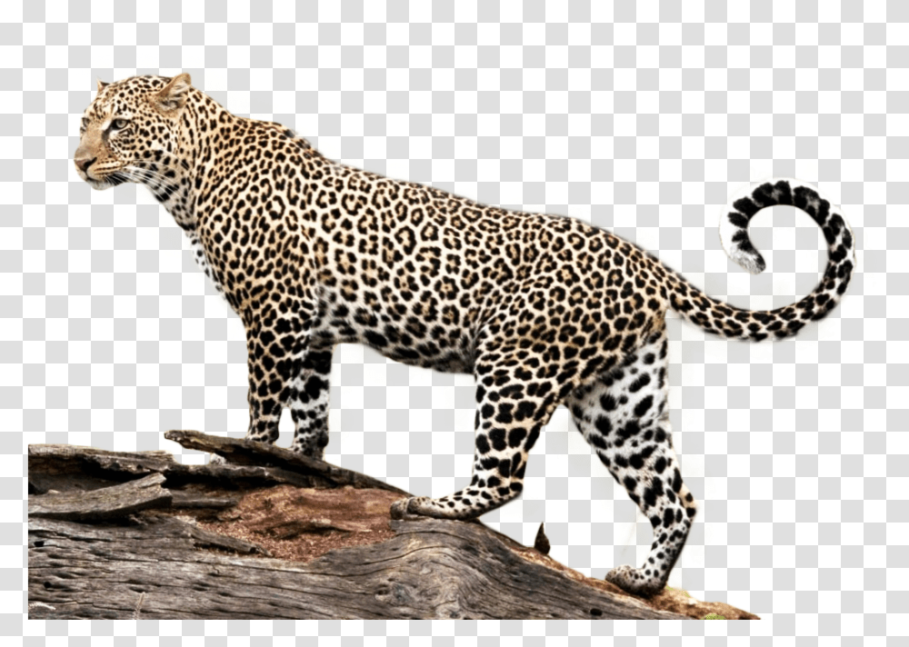 African Leopard Jaguar, Panther, Wildlife, Mammal, Animal Transparent Png