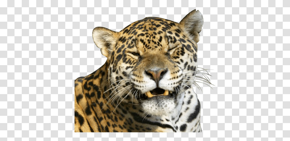 African Leopard, Panther, Wildlife, Mammal, Animal Transparent Png