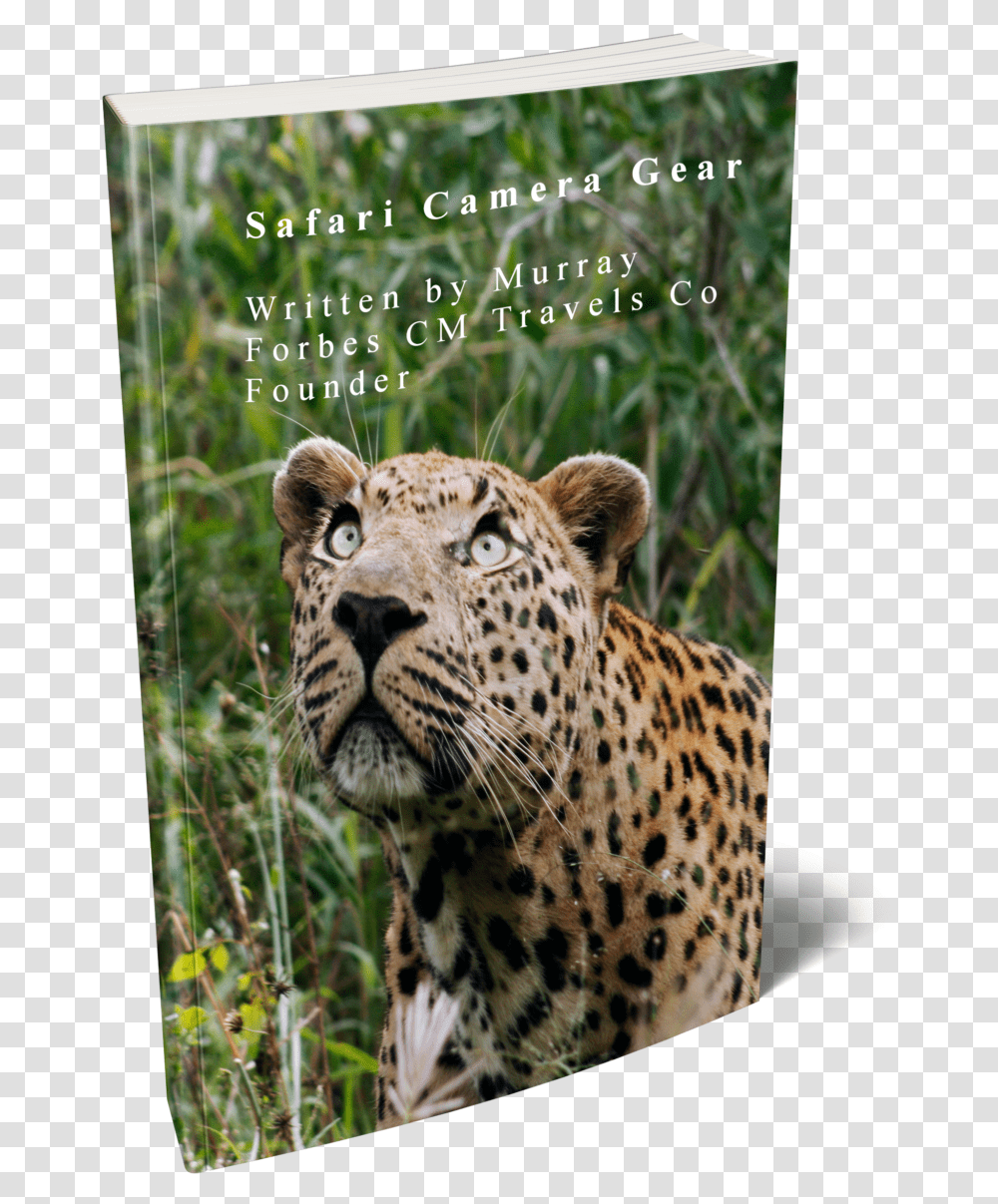 African Leopard, Panther, Wildlife, Mammal, Animal Transparent Png