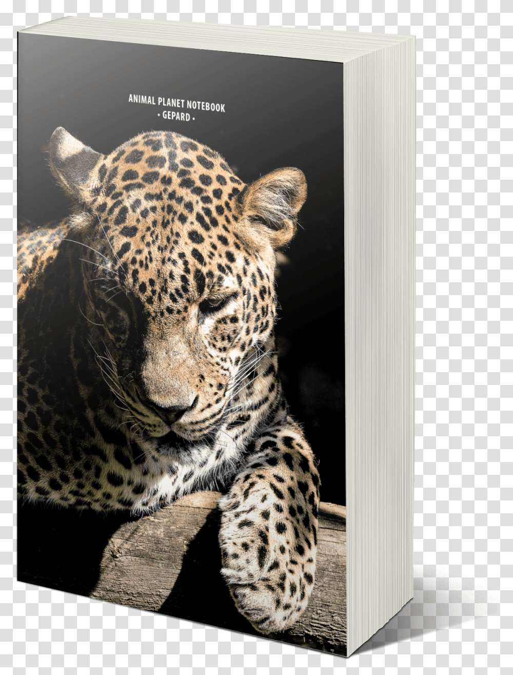African Leopard, Panther, Wildlife, Mammal, Animal Transparent Png