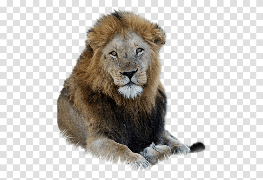 African Lion, Wildlife, Mammal, Animal Transparent Png