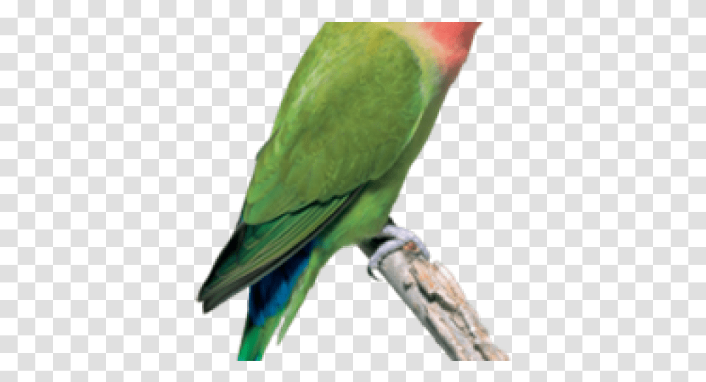 African Love Bird, Parakeet, Parrot, Animal, Tennis Ball Transparent Png