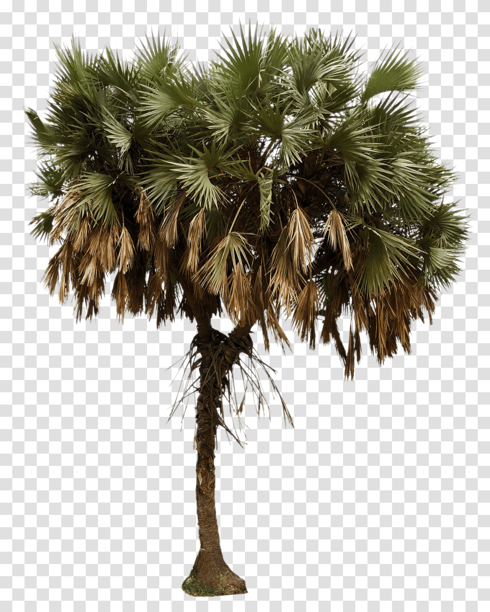 African Palm Tree African Palm Tree, Plant, Arecaceae, Chandelier Transparent Png