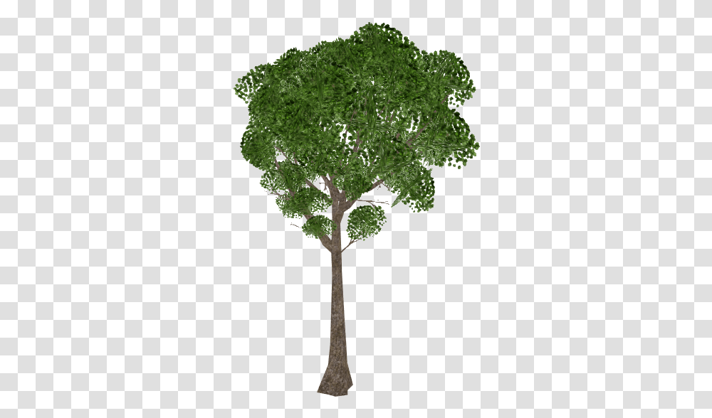 African Teak Tree, Plant, Cross, Symbol, Oak Transparent Png