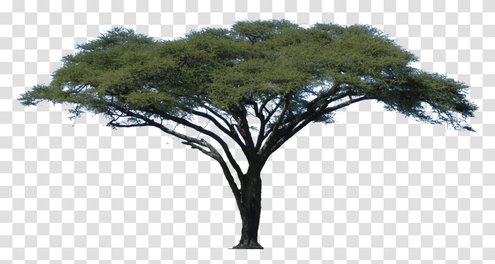 African Tree Acacia Tree With White Background, Plant, Tree Trunk, Bridge, Building Transparent Png