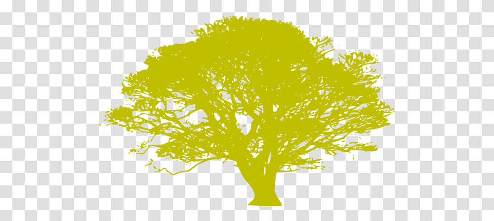 African Tree Oak Tree Silhouette, Plant, Bush, Vegetation, Flower Transparent Png