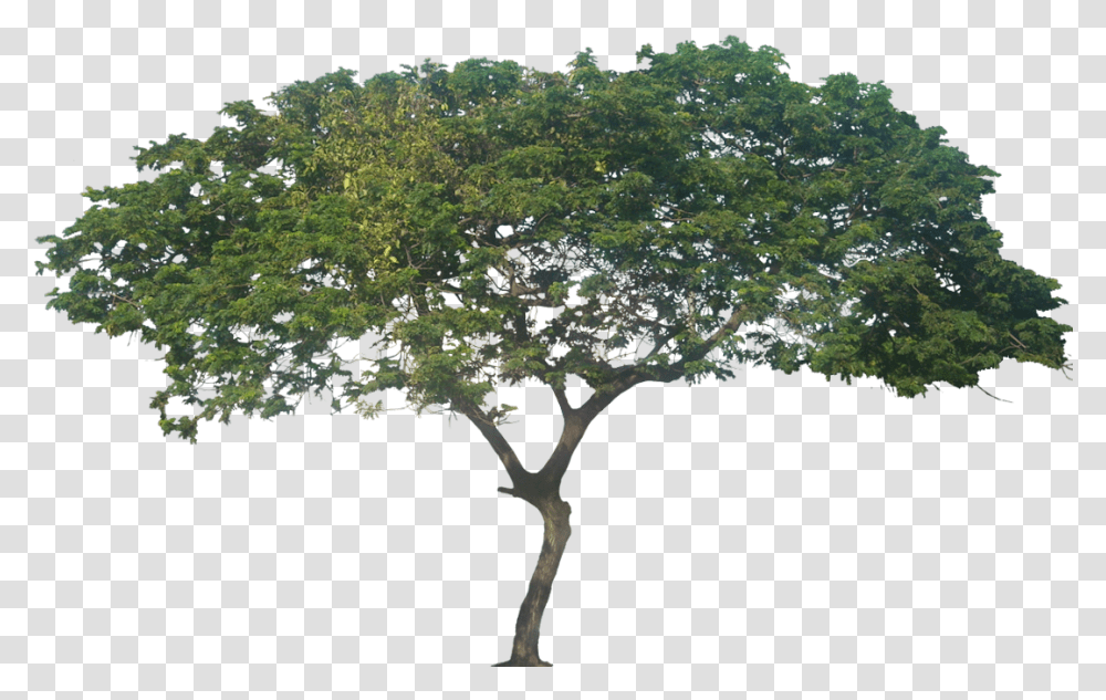 African Trees Samanea Saman Rain Tree, Bush, Vegetation, Plant, Land Transparent Png