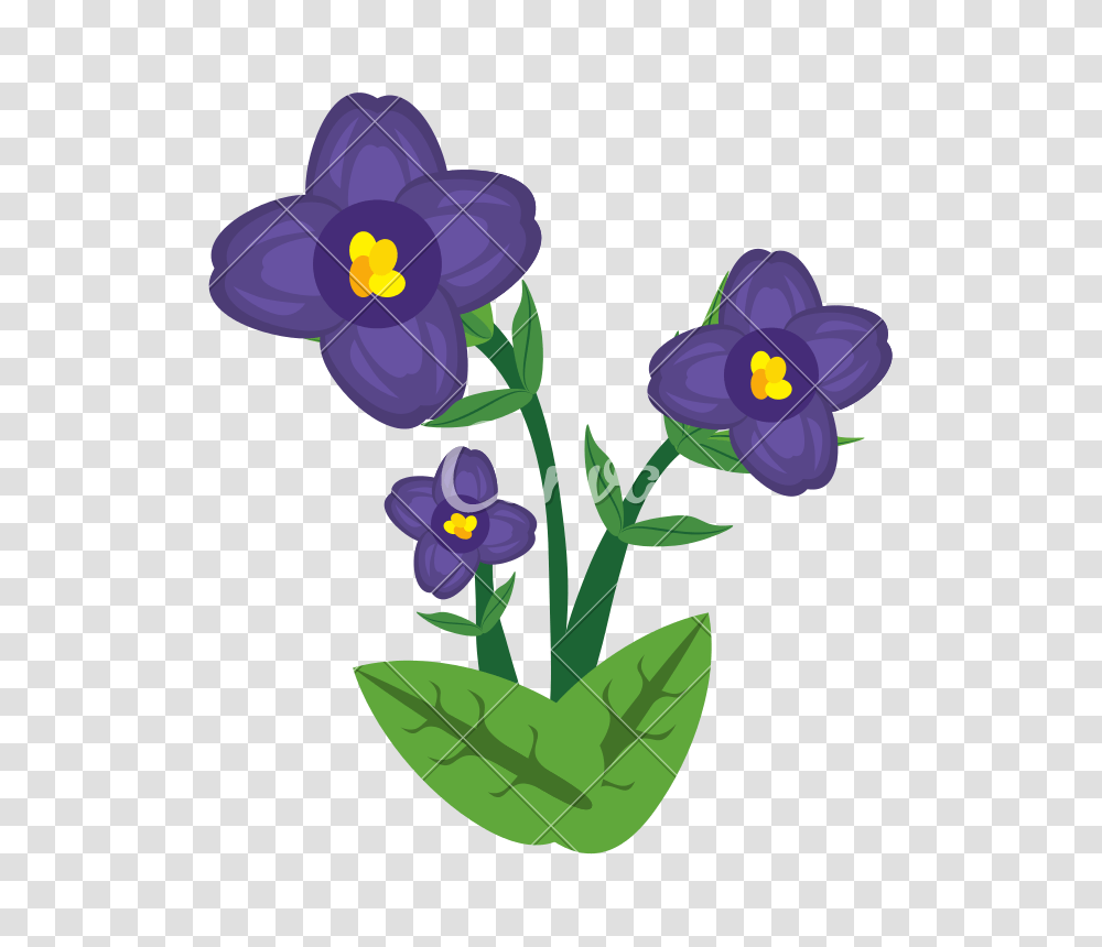 African Violet Flower Image, Plant, Blossom, Pansy, Anemone Transparent Png