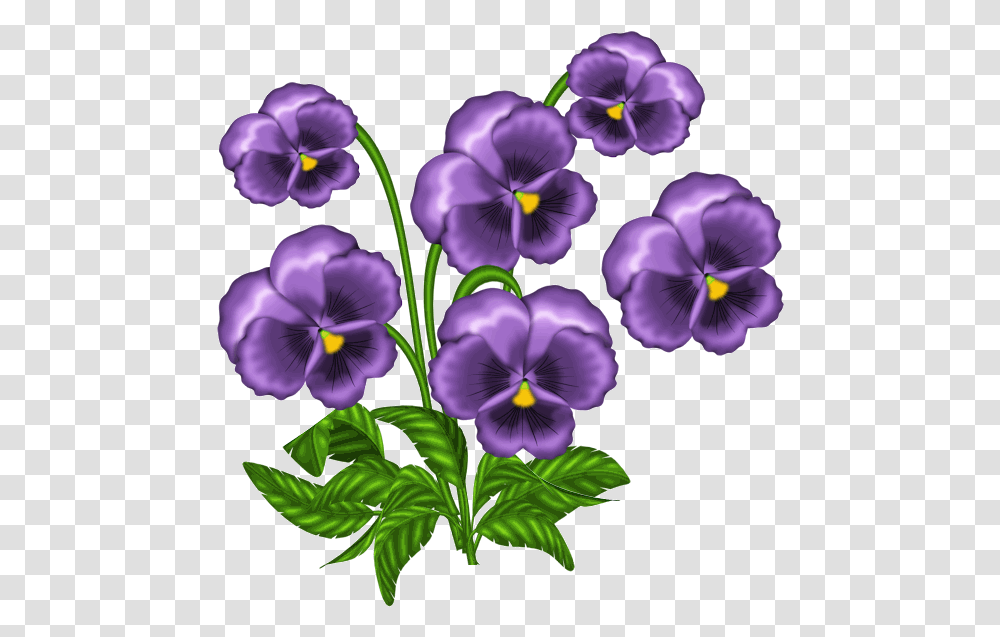 African Violets Clipart African Violet, Plant, Flower, Blossom, Pansy Transparent Png