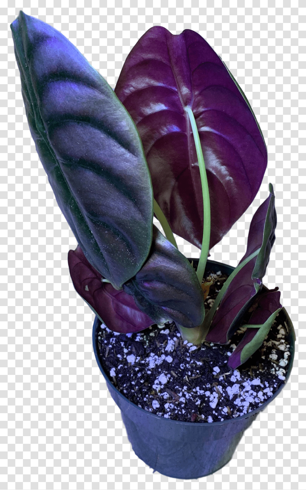 African Violets Image Plants, Flower, Blossom, Flower Arrangement, Vase Transparent Png