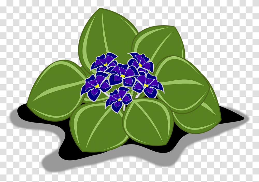 African Violets, Leaf, Plant, Flower, Blossom Transparent Png