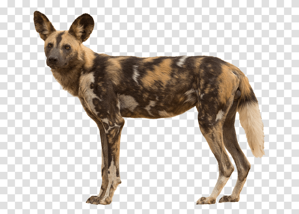 African Wild Dog Image African Wild Dog No Background, Pet, Canine, Animal, Mammal Transparent Png