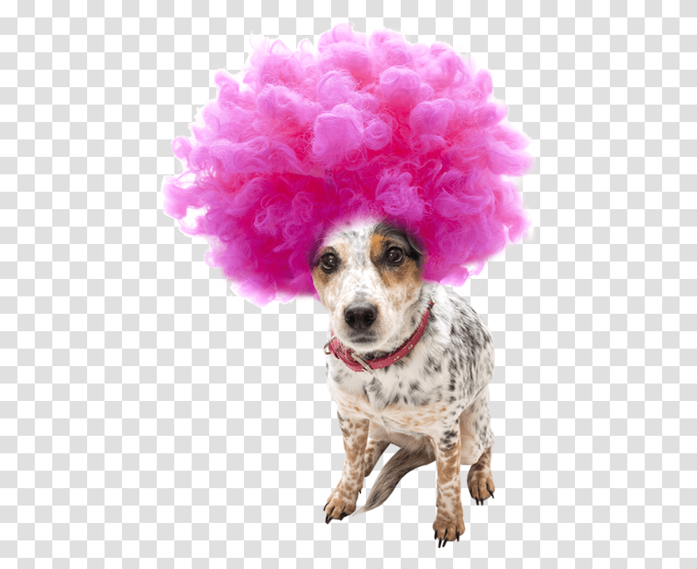 Afro Wig Wig Clipart, Dog, Pet, Canine, Animal Transparent Png
