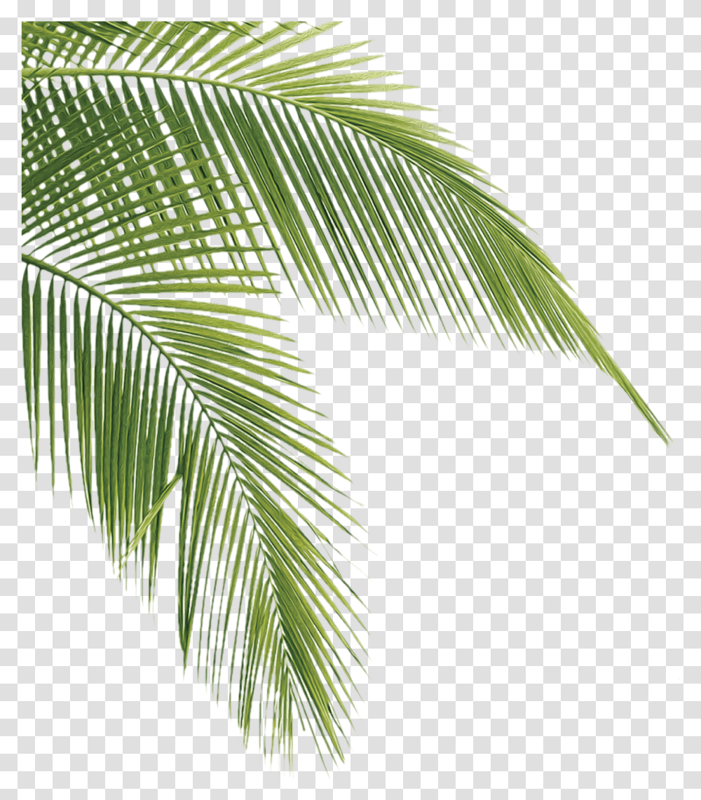 After Three Decades In Business We've Discovered The Palm Tree Leaves, Leaf, Plant, Green, Vegetation Transparent Png