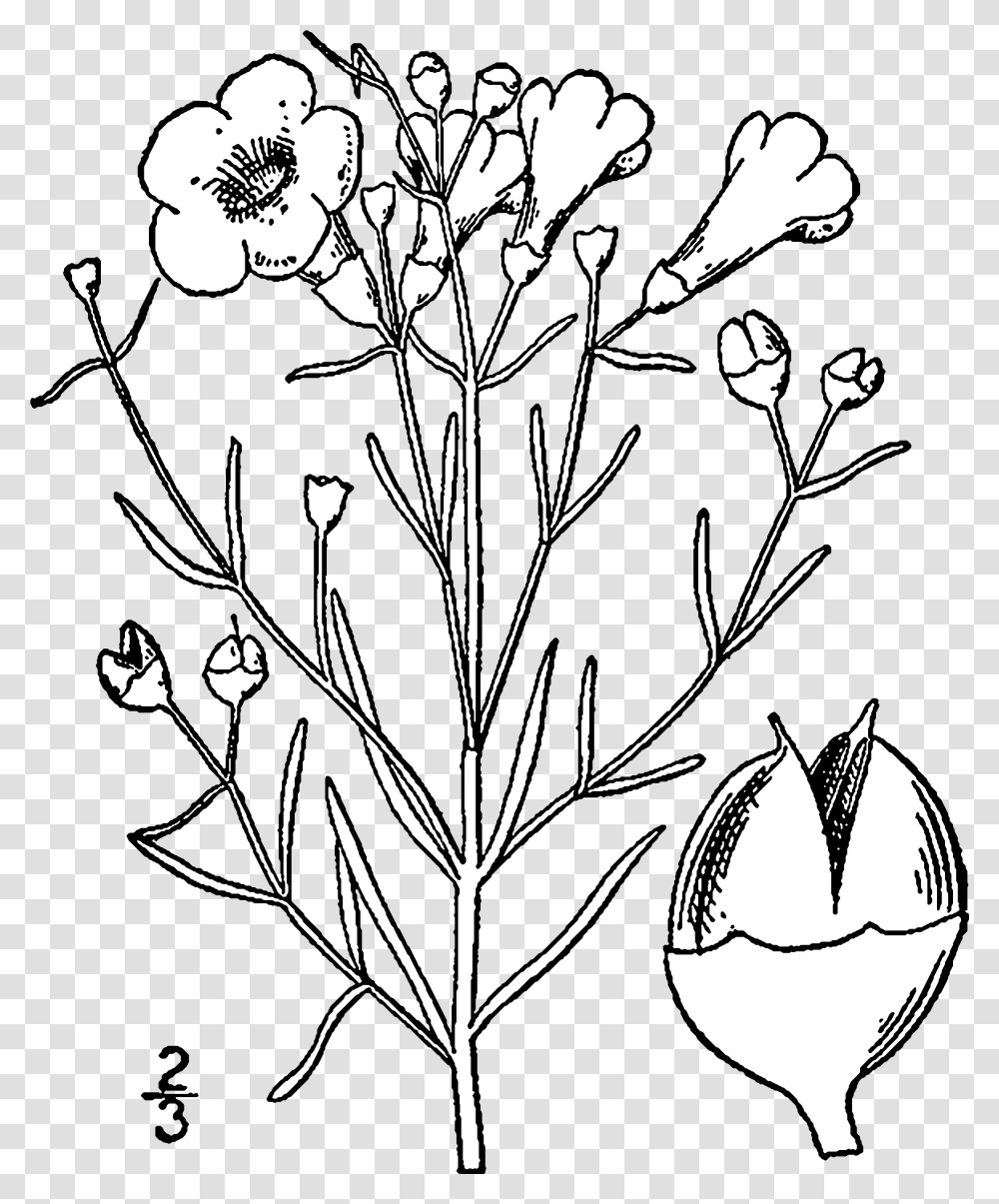 Agalinis Maritima Drawing Agalinis Maritima, Plant, Stencil, Floral Design, Pattern Transparent Png