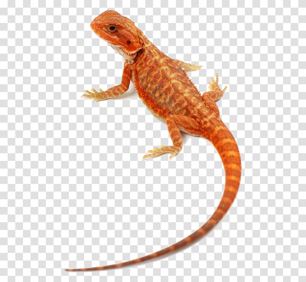 Agama, Gecko, Lizard, Reptile, Animal Transparent Png