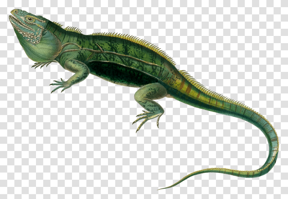 Agamas Lacertids Lizard Reptile Green Iguana, Animal, Gecko, Green Lizard Transparent Png