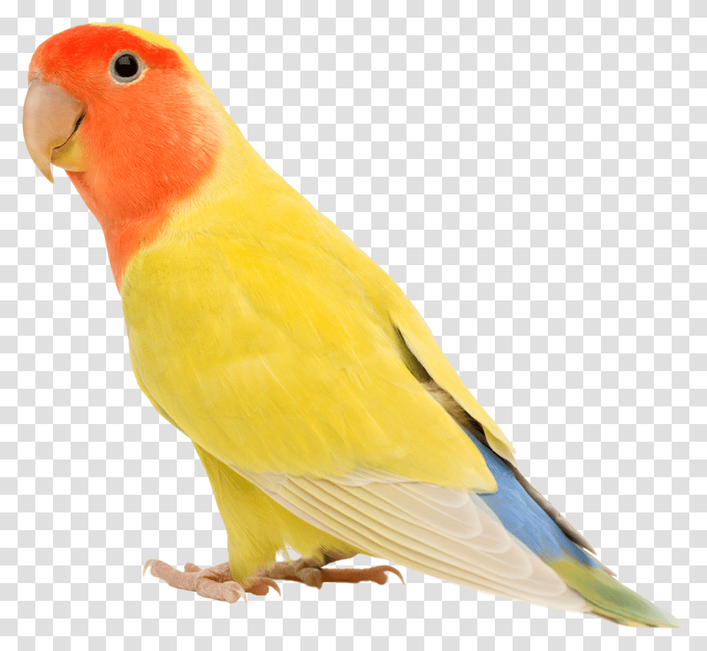 Agapornis Yellow White Blue, Bird, Animal, Parakeet, Parrot Transparent Png