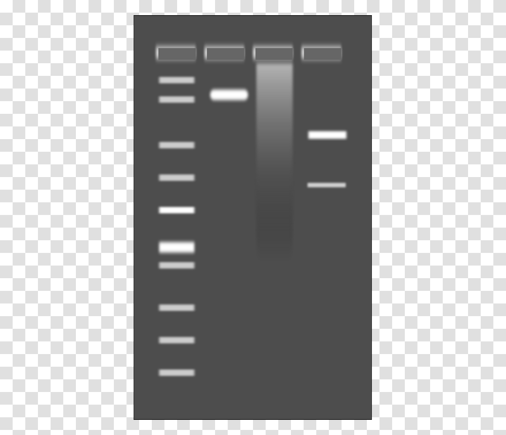 Agarose Gel, Technology, Electronics, Phone Transparent Png