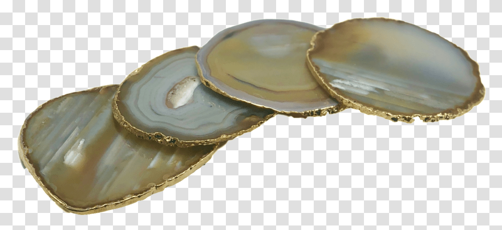Agate Coasters With Gold Trim Set Of 4 Coin Purse, Clam, Seashell, Invertebrate, Sea Life Transparent Png