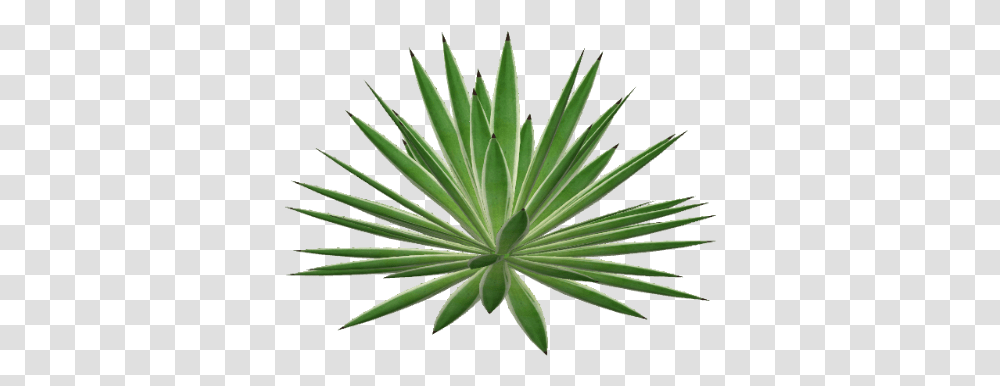 Agave 3 Image Herbaceous Plant, Agavaceae, Aloe Transparent Png