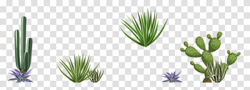 Agave, Aloe, Plant, Fir, Tree Transparent Png