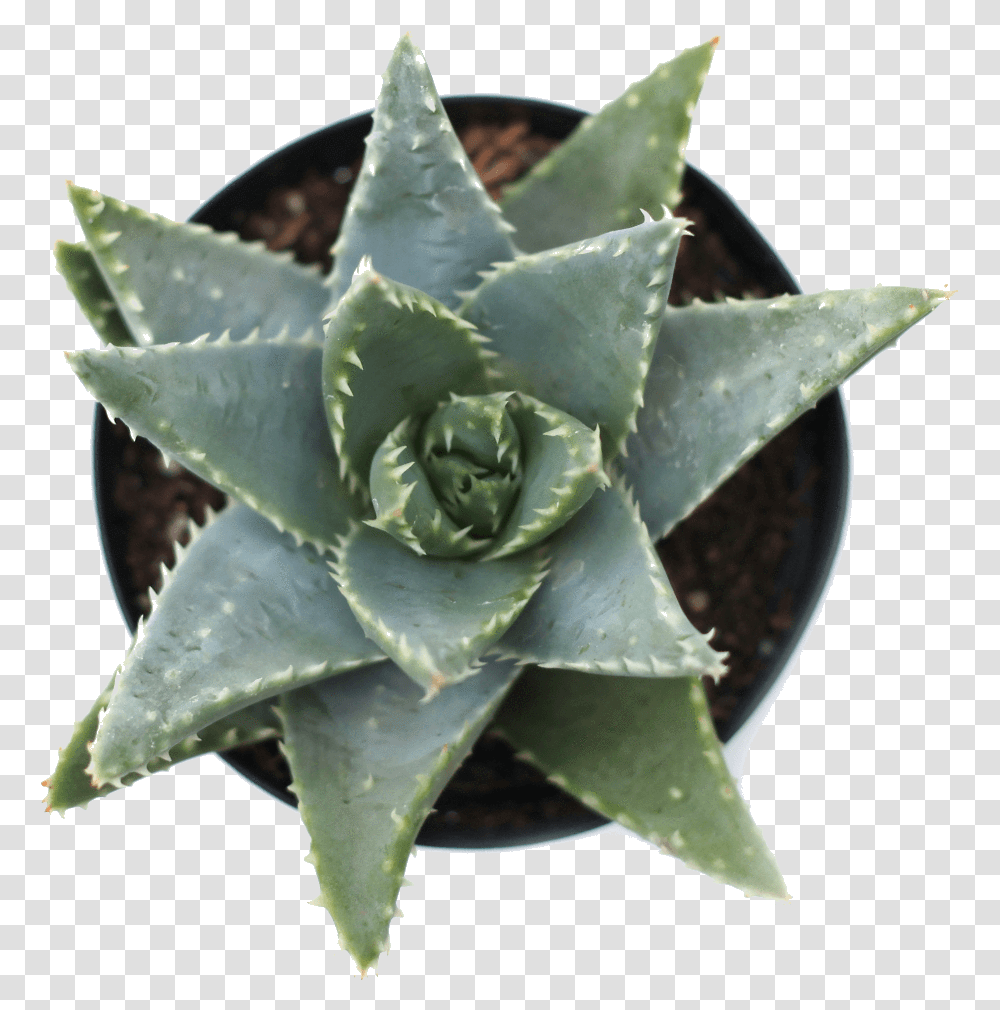 Agave, Aloe, Plant, Rose, Flower Transparent Png