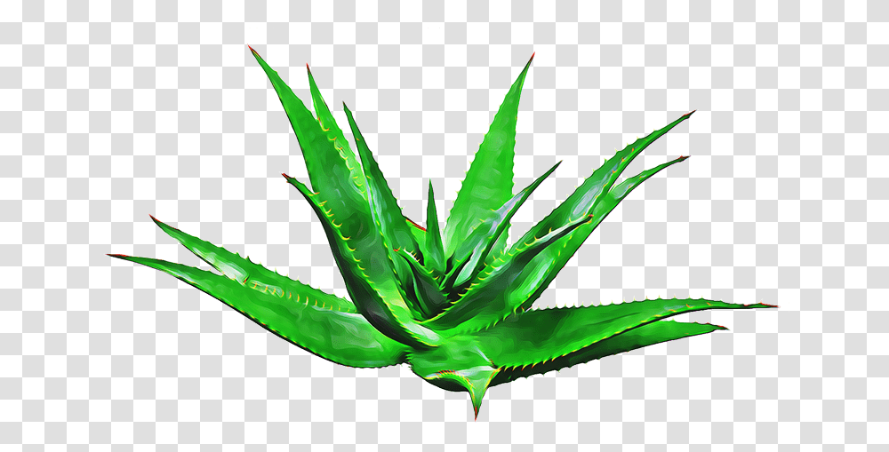 Agave, Aloe, Plant Transparent Png