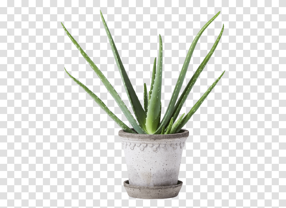 Agave, Aloe, Plant Transparent Png