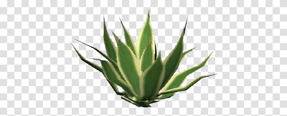 Agave, Aloe, Plant Transparent Png