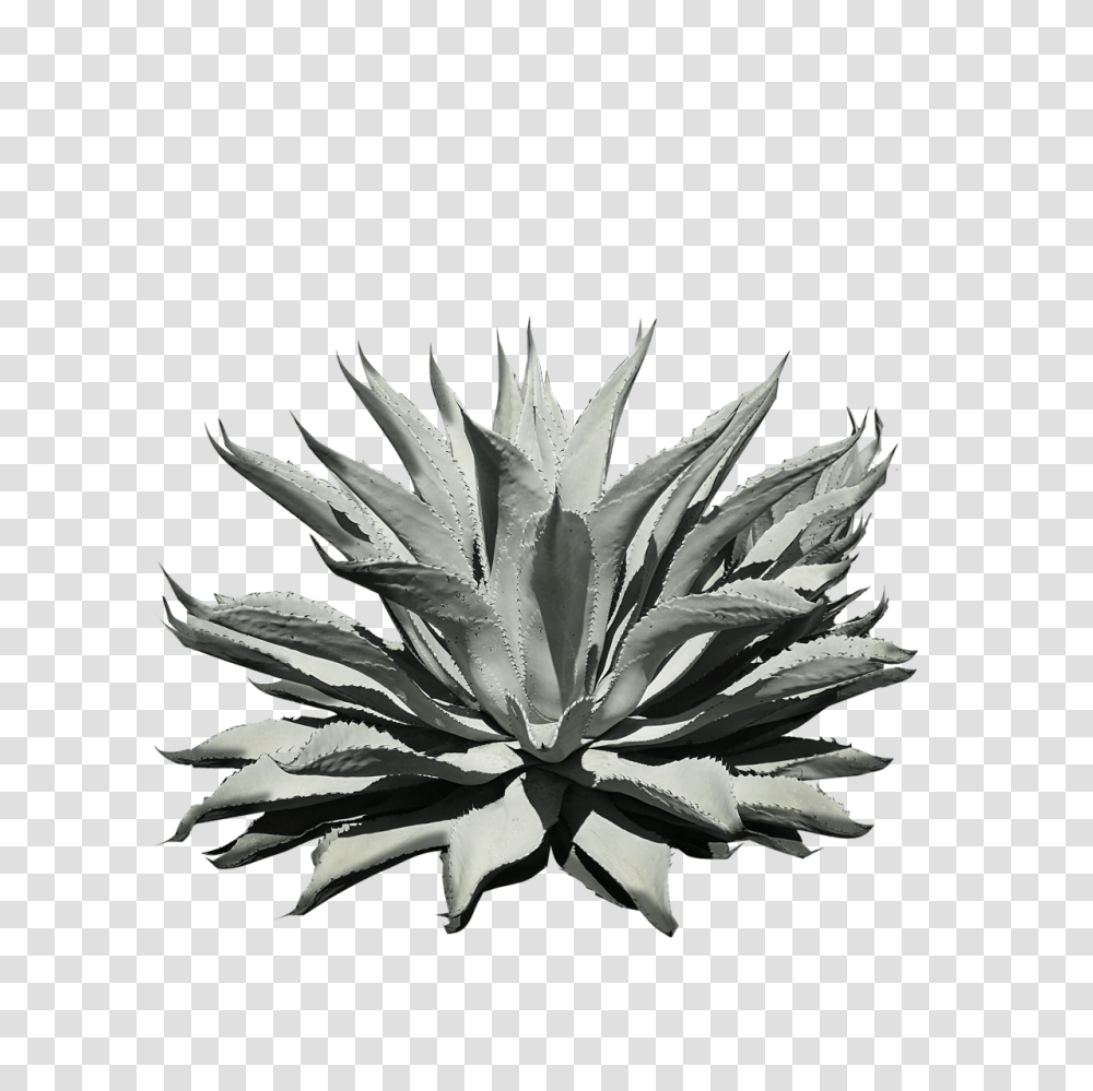 Agave Ambassador Aliassmith, Plant, Agavaceae, Aloe, Cactus Transparent Png