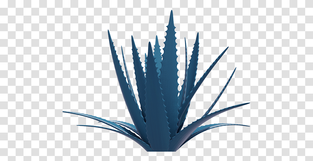 Agave Azul 1 Image Maguey, Aloe, Plant Transparent Png