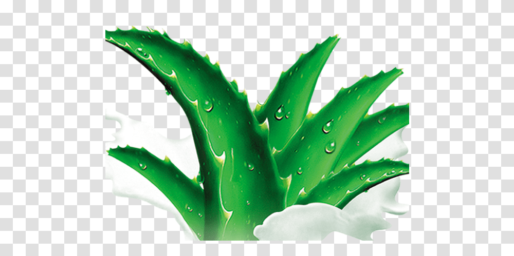 Agave Azul Agave, Aloe, Plant, Green Transparent Png