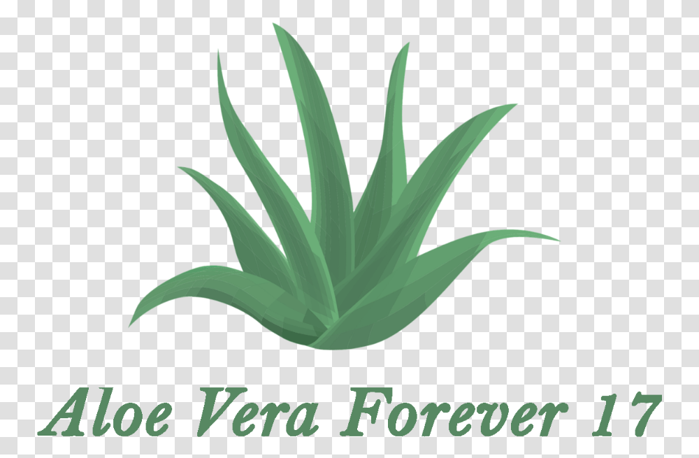 Agave Azul, Aloe, Plant, Leaf Transparent Png