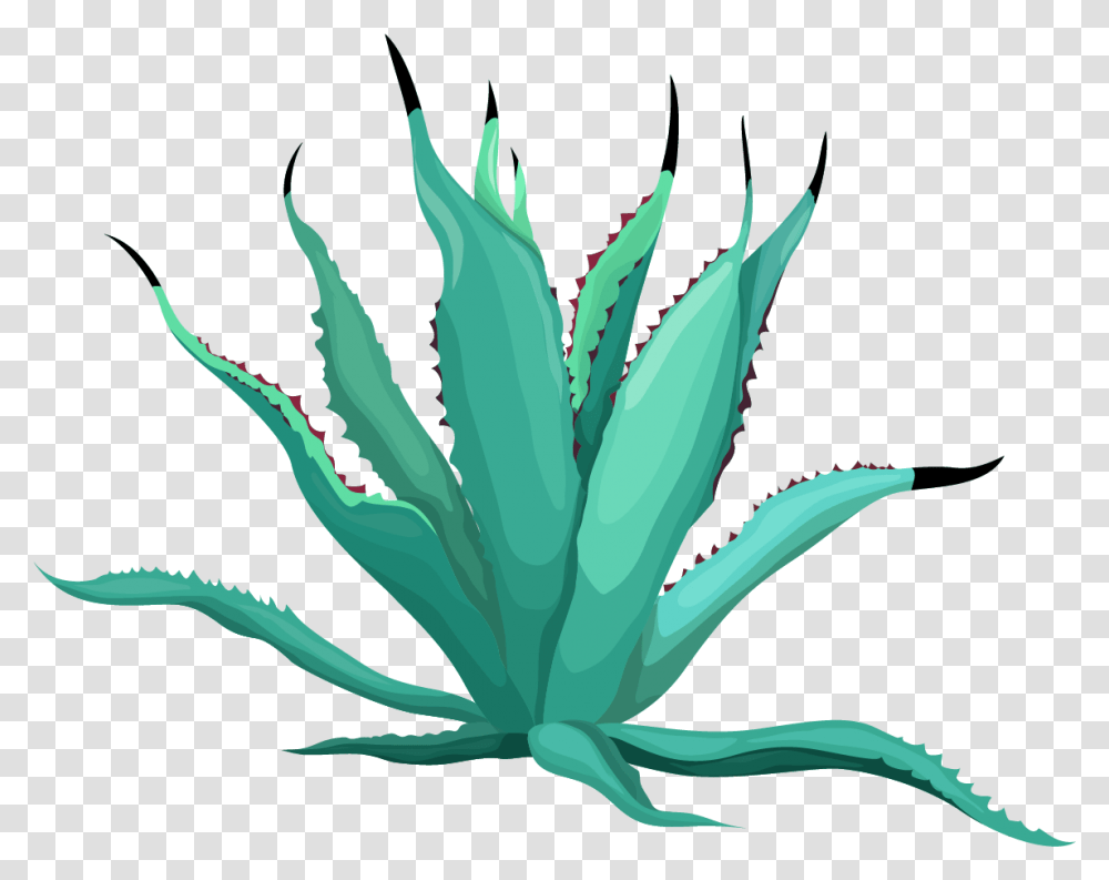Agave Azul, Aloe, Plant Transparent Png