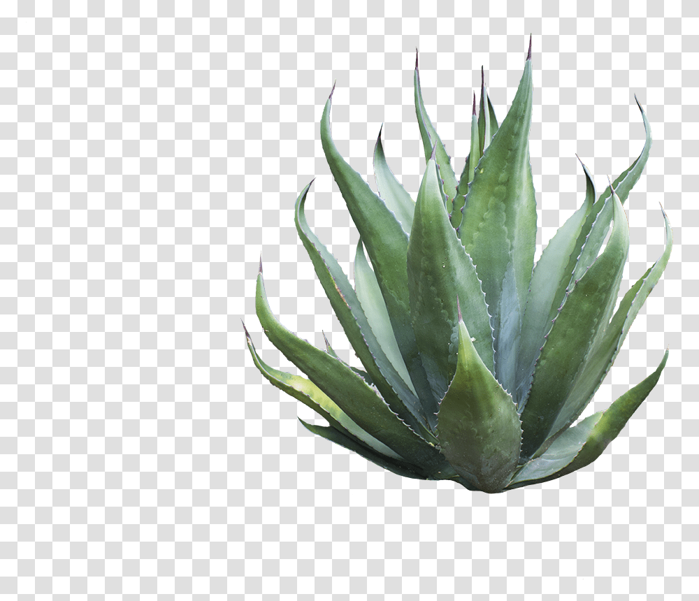 Agave Azul Download Agave, Aloe, Plant Transparent Png