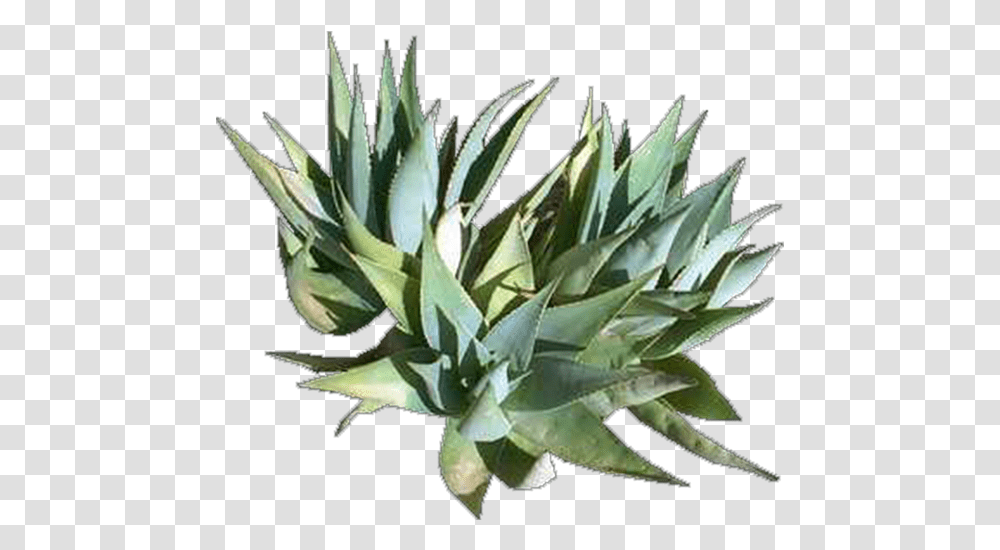Agave Azul, Plant, Aloe Transparent Png