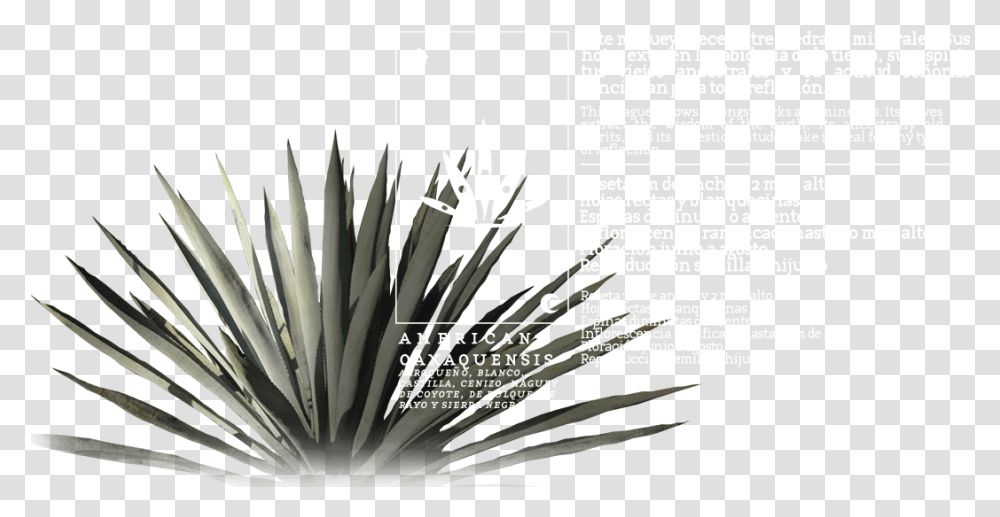 Agave Azul, Poster, Advertisement, Flyer, Paper Transparent Png