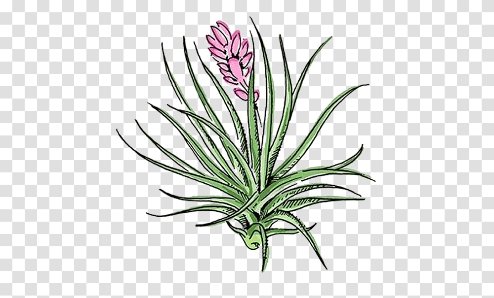 Agave, Plant, Floral Design Transparent Png