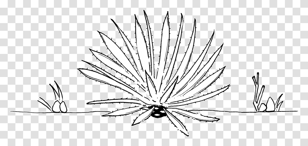 Agave Line Drawing, Plant, Leaf, Flower, Tree Transparent Png