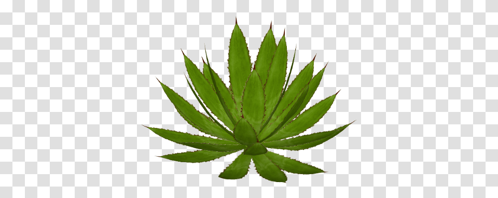 Agave Maple Leaf, Plant, Aloe Transparent Png