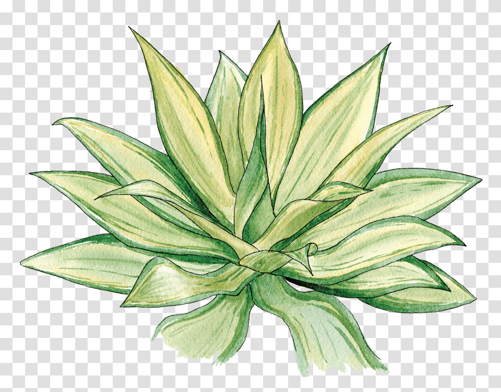 Agave, Plant, Agavaceae, Flower Transparent Png