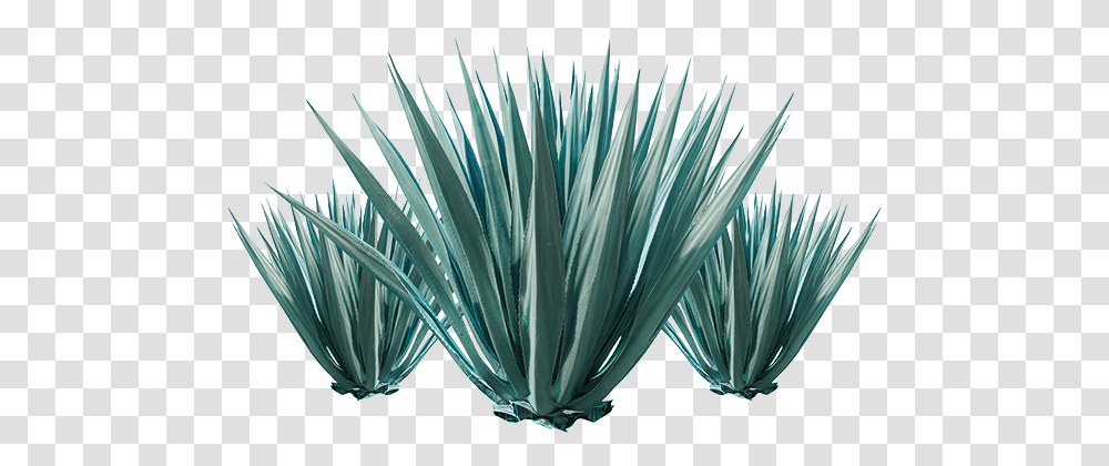 Agave Plant Azul Grass Leaf Agave Tequilana, Agavaceae Transparent Png