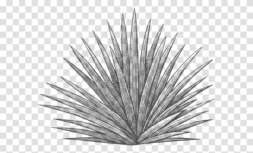 Agave Plant Black And White, Flower, Blossom, Agavaceae, Mixer Transparent Png